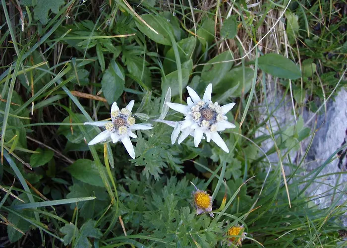 Appartement Asterix Grindelwald