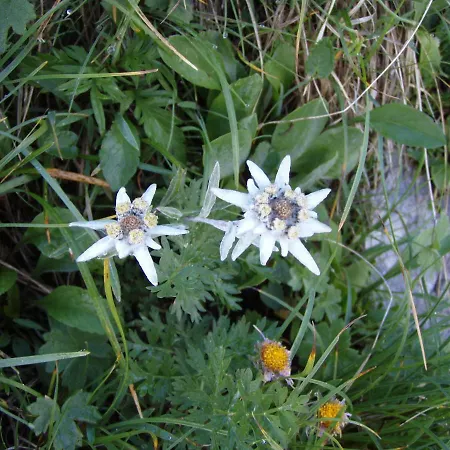 Apartment Asterix Grindelwald